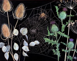 Spider & Teasels